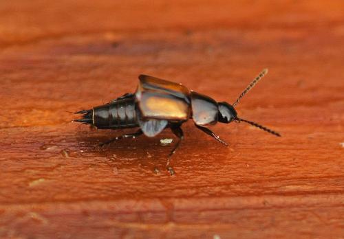 Réf. 334 883 : Tachinus subterraneus
